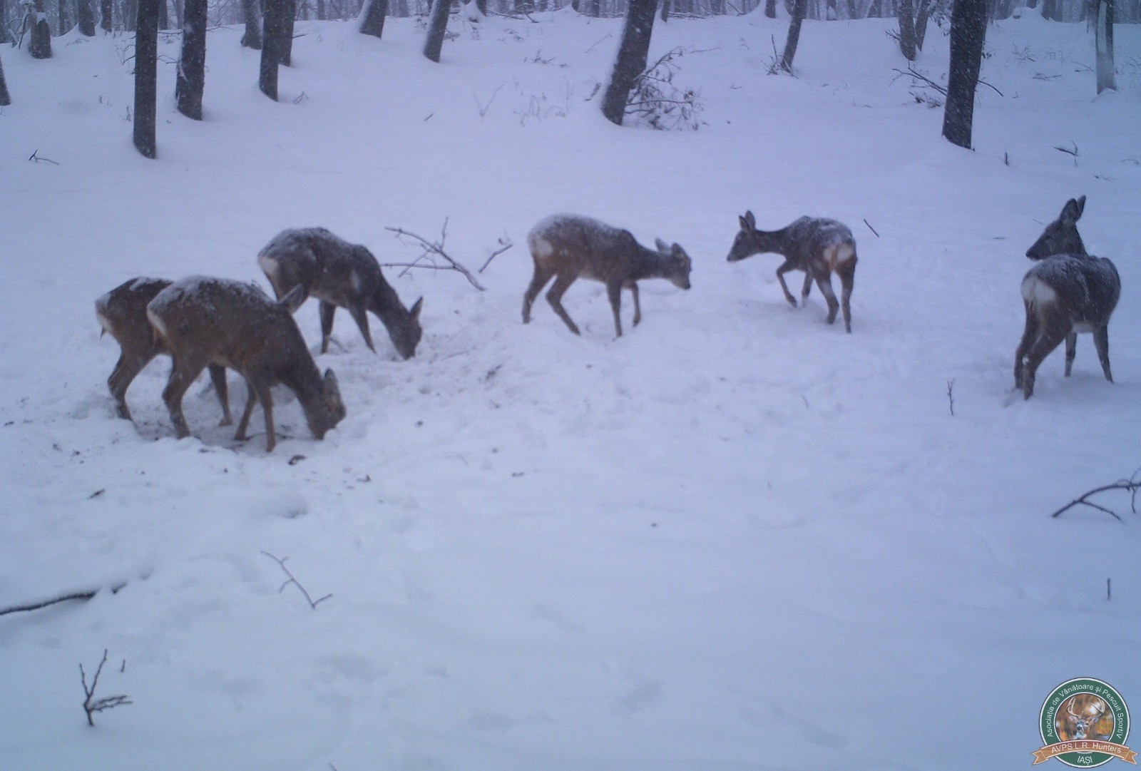 avps-lr-hunters-animale-20