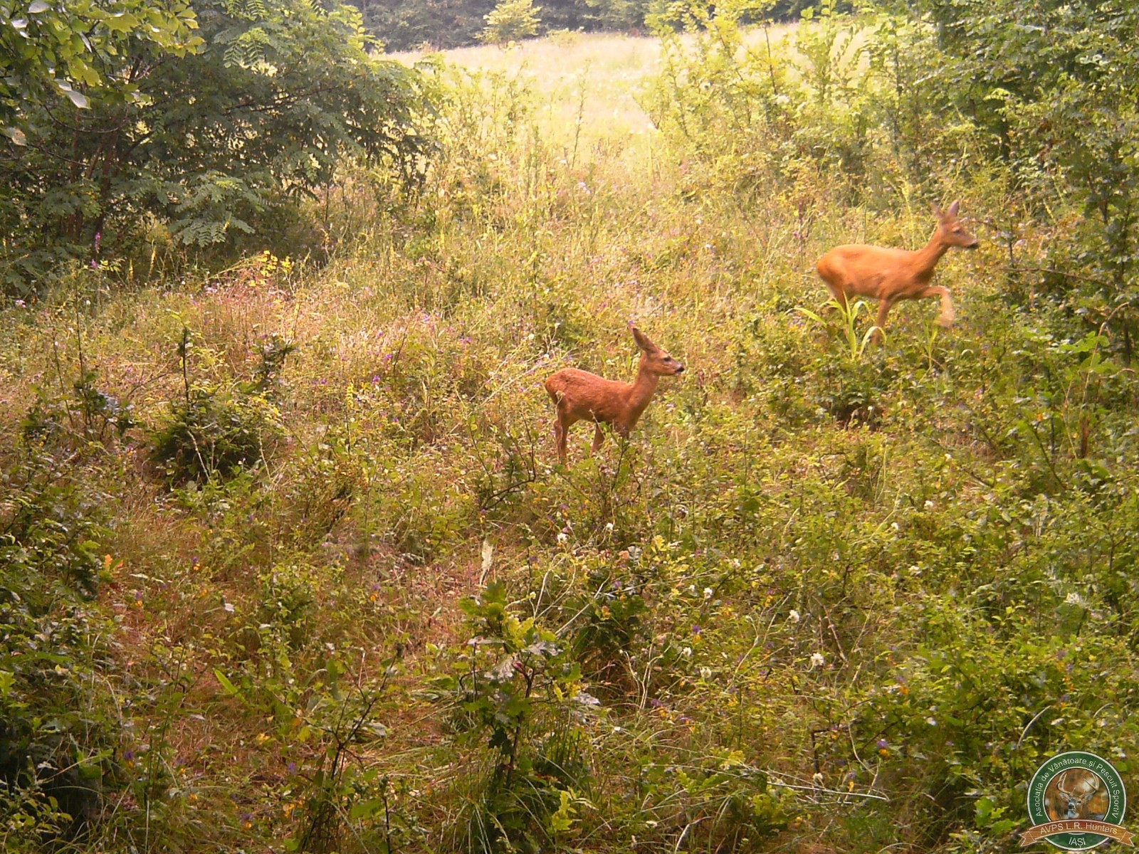 avps-lr-hunters-animale-23