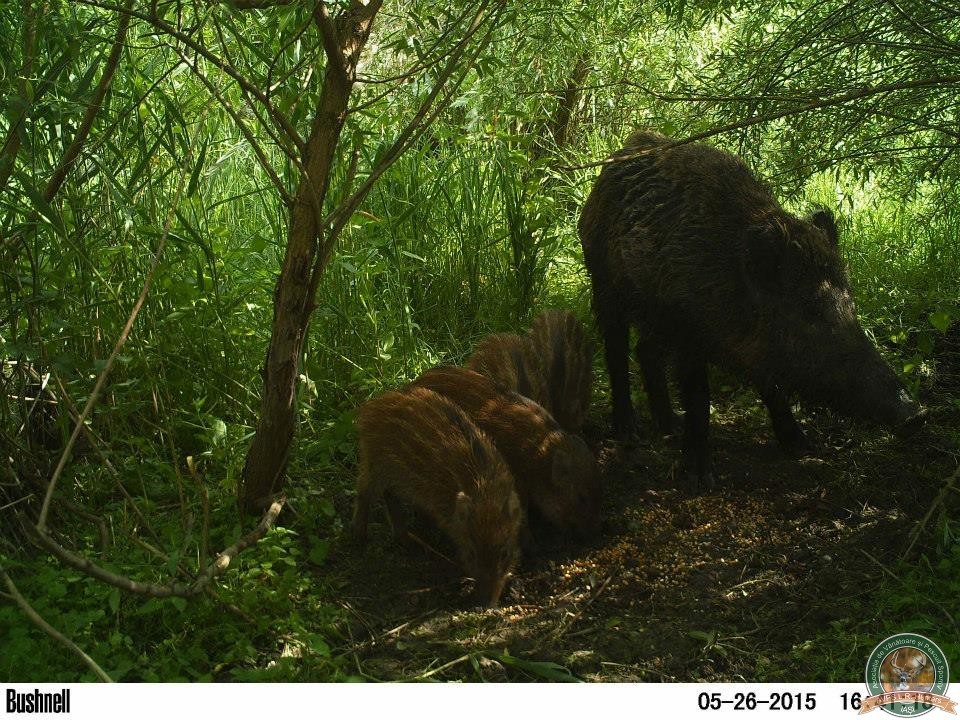 avps-lr-hunters-borosesti_11-26