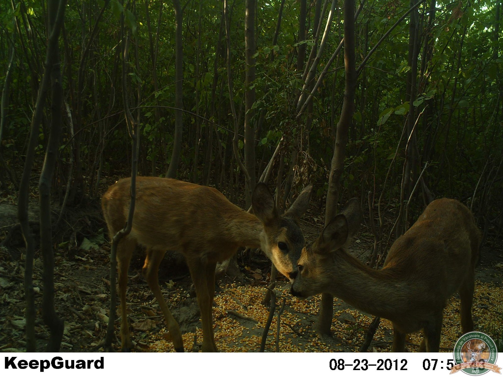 avps-lr-hunters-crasnita_48-11