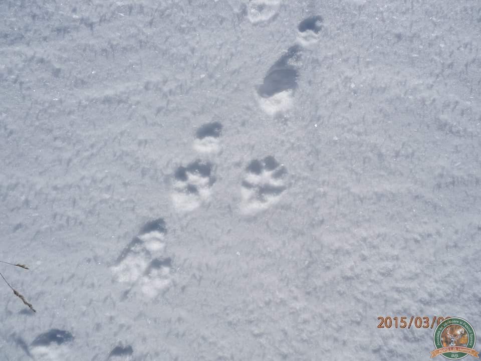 avps-lr-hunters-lepsa_20-63
