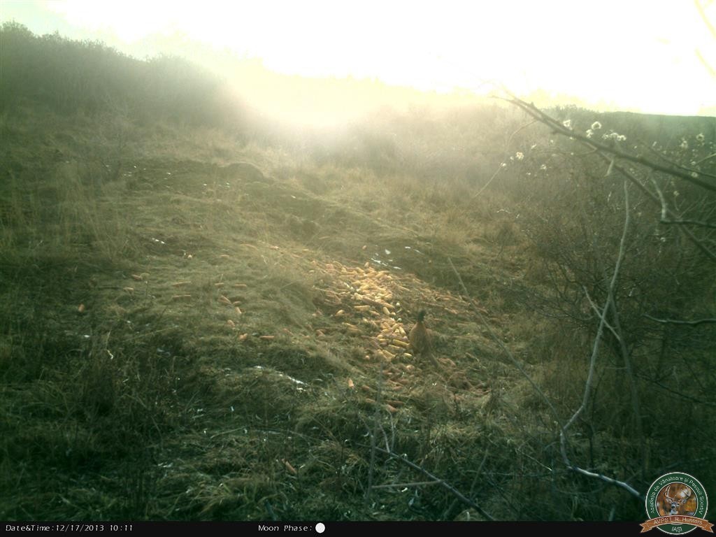 avps-lr-hunters-hrana-cinegetic-13