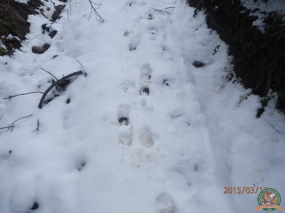 avps-lr-hunters-iarna-la-vanatoare-13