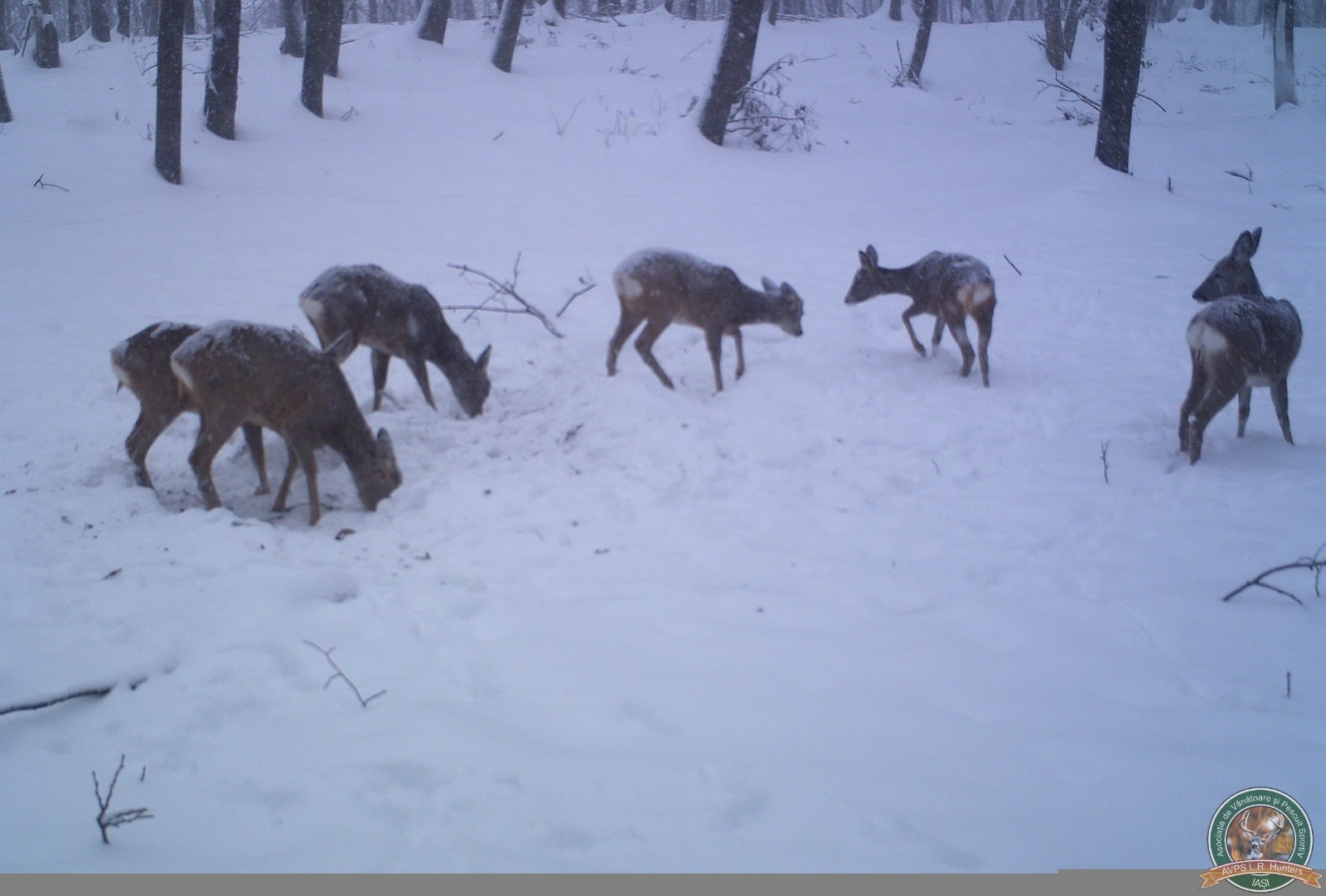 avps-lr-hunters-iarna-la-vanatoare-25