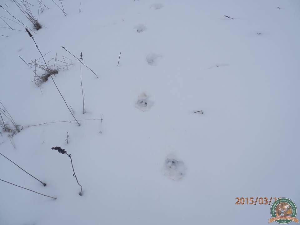 avps-lr-hunters-iarna_la_vanatoare-19